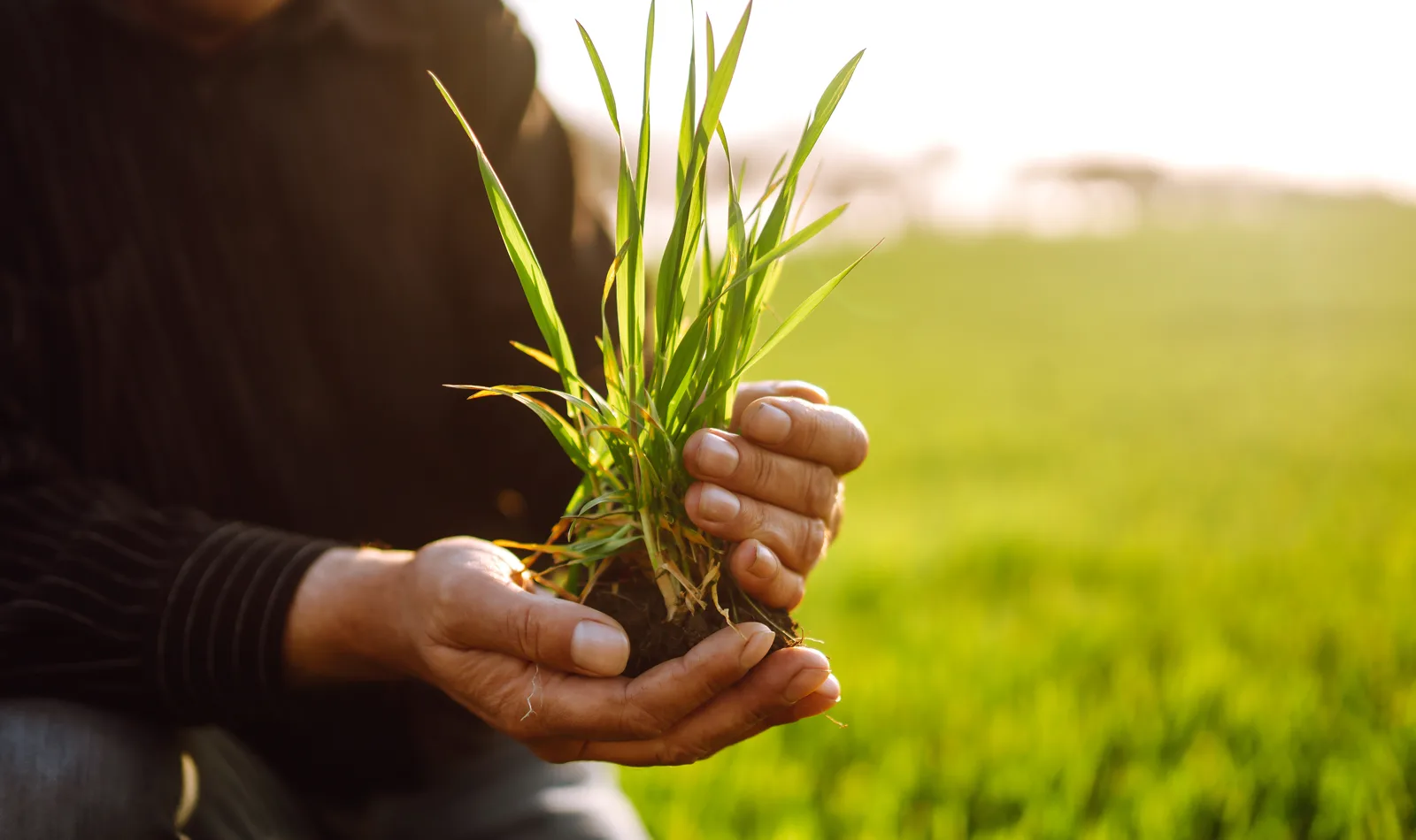 A farmer holding young wheat plants and soil